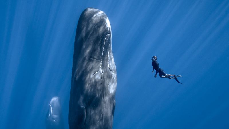 Sobota: "O czym śnią wieloryby"