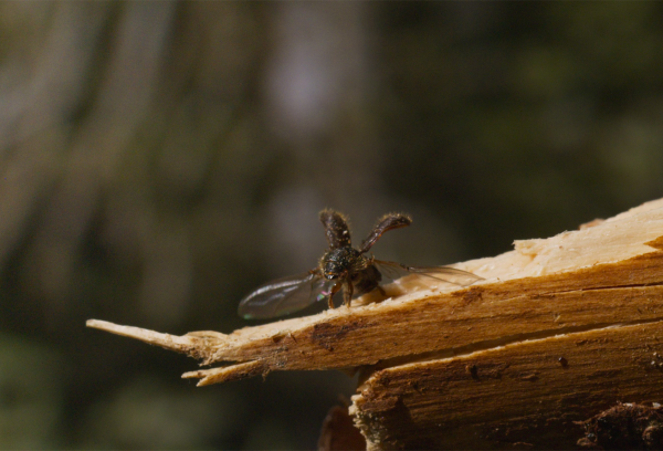 Green Dog Competition